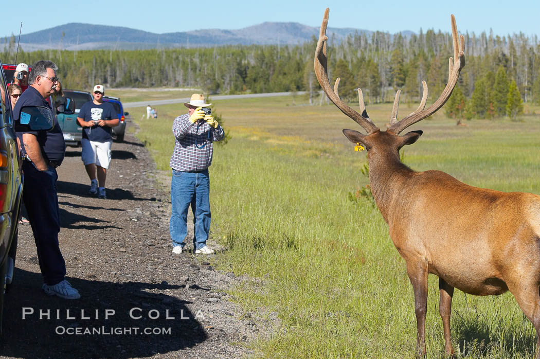 Tourists get a good look at wild elk who have become habituated to human presence in Yellowstone National Park. Wyoming, USA, Cervus canadensis, natural history stock photograph, photo id 13169
