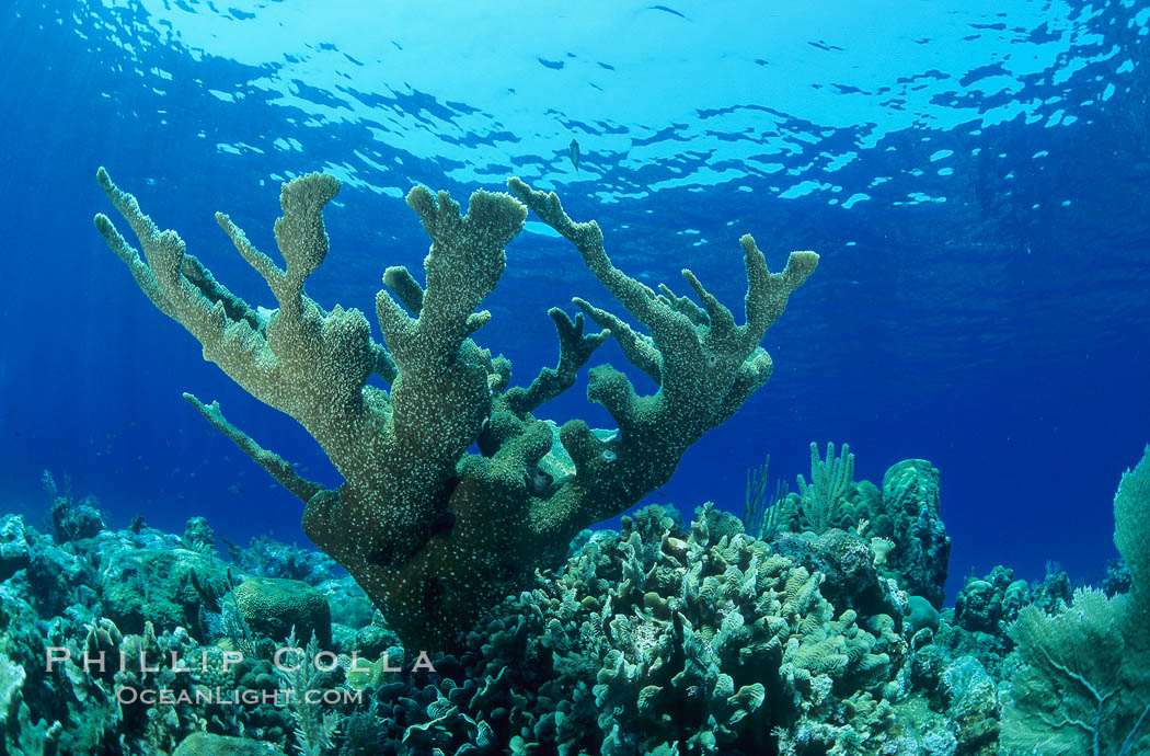 Elkhorn coral. Roatan, Honduras, Acropora palmata, natural history stock photograph, photo id 05562