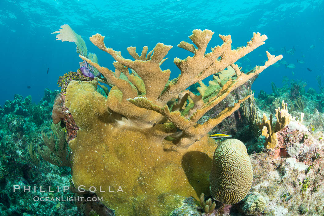 Elkhorn coral, Grand Caymand Island. Cayman Islands, natural history stock photograph, photo id 32050