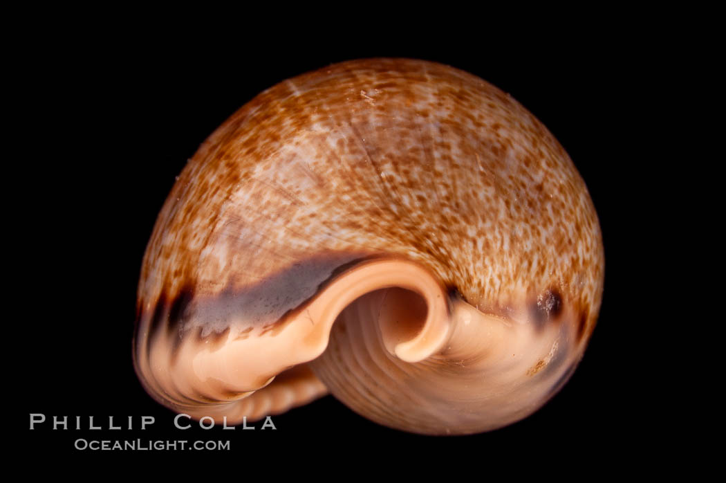 Elongate Caurica Cowrie., Cypraea caurica elongata, natural history stock photograph, photo id 08076