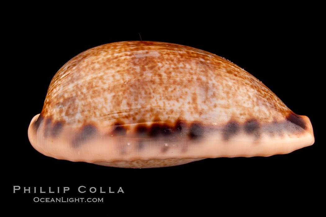 Elongate Caurica Cowrie., Cypraea caurica elongata, natural history stock photograph, photo id 08075