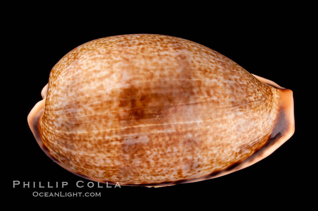 Elongate Caurica Cowrie., Cypraea caurica elongata, natural history stock photograph, photo id 08073
