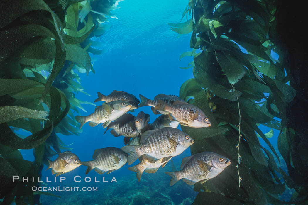 Black perch in kelp forest. San Clemente Island, California, USA, Embiotoca jacksoni, natural history stock photograph, photo id 04810