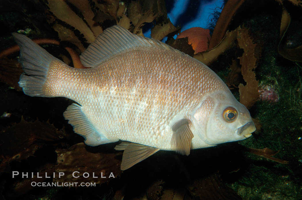 Black perch., Embiotoca jacksoni, natural history stock photograph, photo id 09412