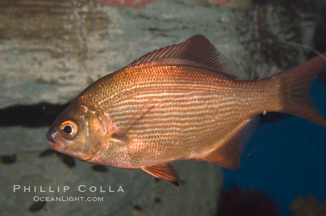 Striped sea perch., Embiotoca lateralis, natural history stock photograph, photo id 07888