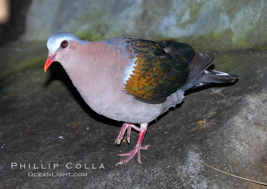 Emerald dove, native to Southeast Asia., Chalcophaps indica, natural history stock photograph, photo id 12752