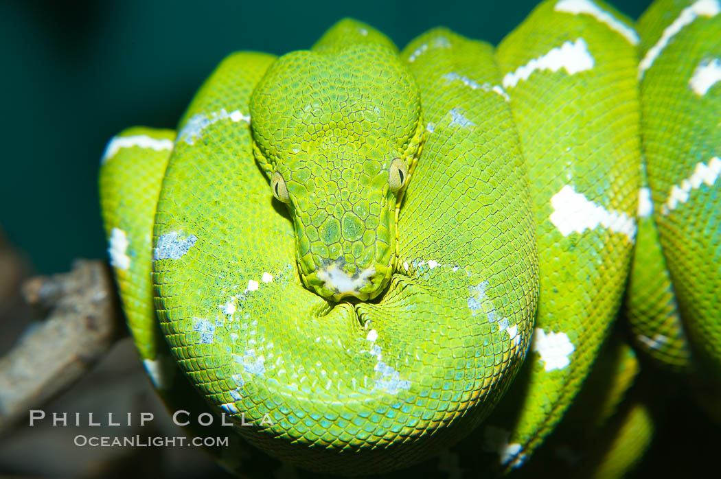 Emerald tree boa.  Emerald tree boas are nocturnal, finding and striking birds and small mammals in complete darkness.  They have infrared heat receptors around their faces that allow them to locate warm blooded prey in the dark, sensitive to as little as 0.4 degrees of Fahrenheit temperature differences., Corralus caninus, natural history stock photograph, photo id 13965