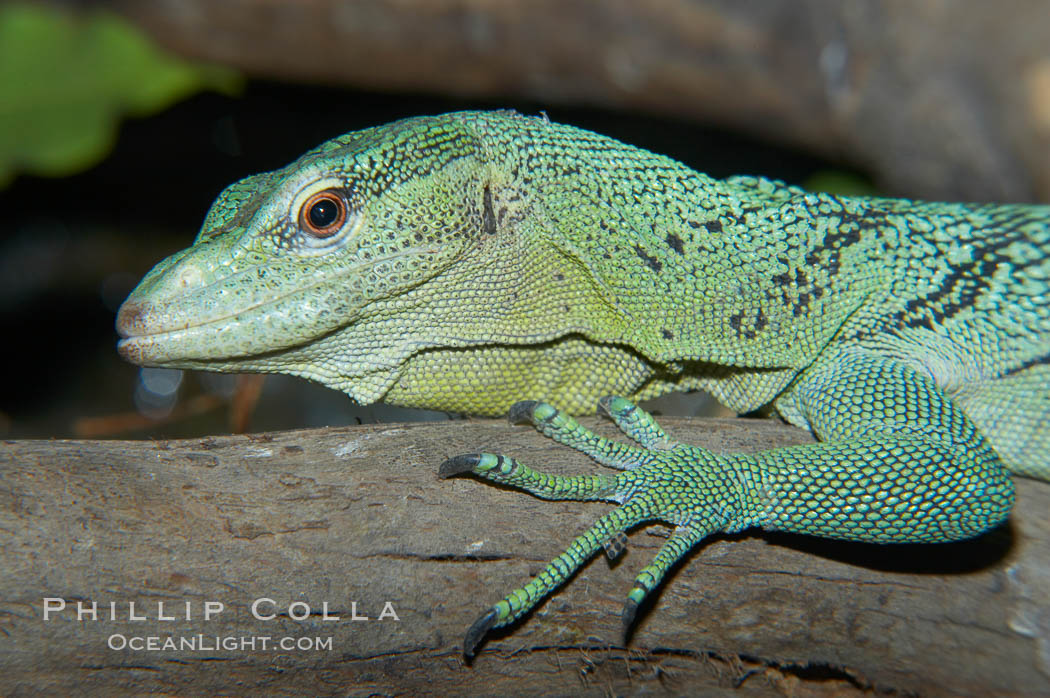 Emerald tree monitor lizard.  Arboreal, dwelling in trees in New Guinea jungles where it hunts birds and small mammals., Varanus prasinus prasinus, natural history stock photograph, photo id 12602