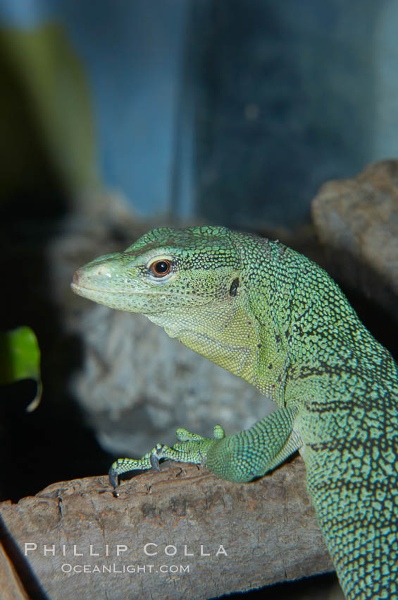 Emerald tree monitor lizard.  Arboreal, dwelling in trees in New Guinea jungles where it hunts birds and small mammals., Varanus prasinus prasinus, natural history stock photograph, photo id 12604