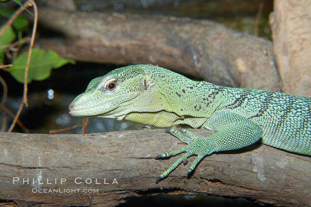 Emerald tree monitor lizard.  Arboreal, dwelling in trees in New Guinea jungles where it hunts birds and small mammals., Varanus prasinus prasinus, natural history stock photograph, photo id 12603