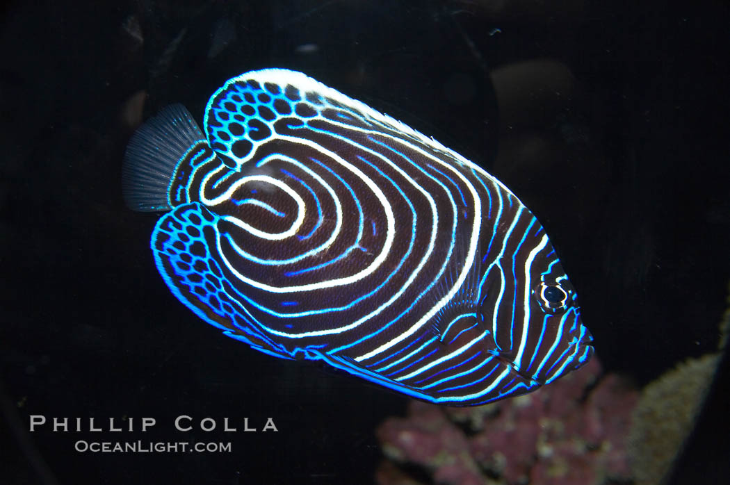 Emperor angelfish, juvenile coloration., Pomacanthus imperator, natural history stock photograph, photo id 13742