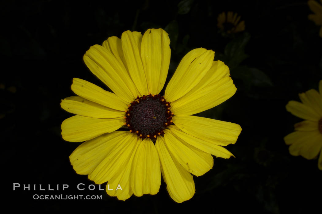 Bush sunflower, Batiquitos Lagoon, Carlsbad., Encelia californica, natural history stock photograph, photo id 11330
