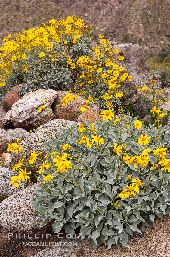Brittlebush blooming in spring, Palm Canyon, Encelia farinosa, Anza