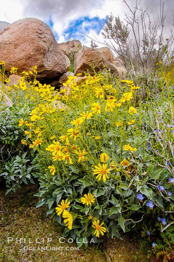 Brittlebush blooming in spring, Palm Canyon. Anza-Borrego Desert State Park, Borrego Springs, California, USA, Encelia farinosa, natural history stock photograph, photo id 10471