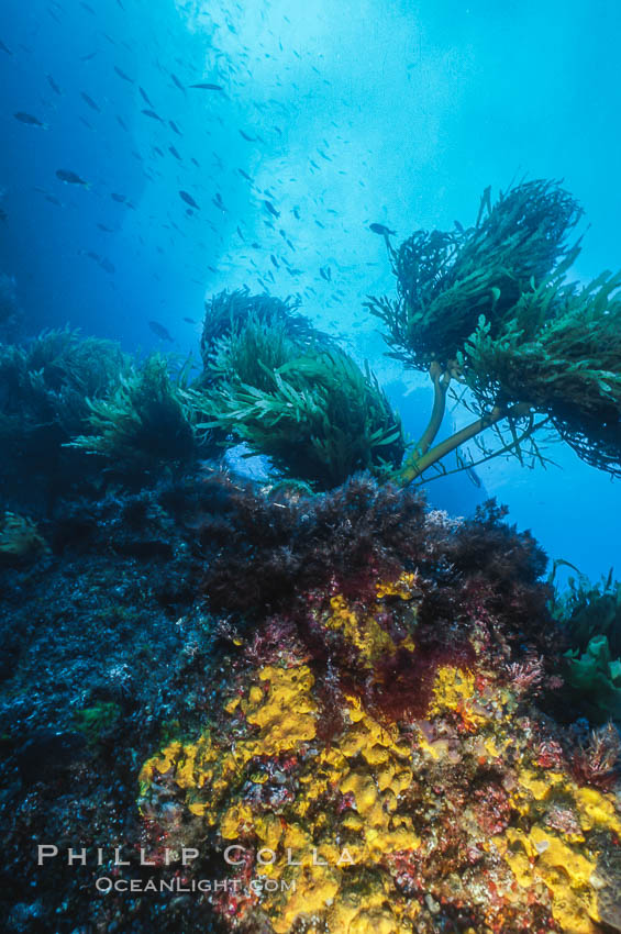 Encrusting sponges and southern palm kelp, Guadalupe Island, Mexico. Guadalupe Island (Isla Guadalupe), Baja California, natural history stock photograph, photo id 36188