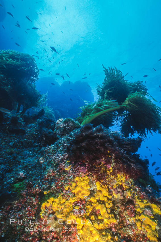 Encrusting sponges and southern palm kelp, Guadalupe Island, Mexico. Guadalupe Island (Isla Guadalupe), Baja California, natural history stock photograph, photo id 36187