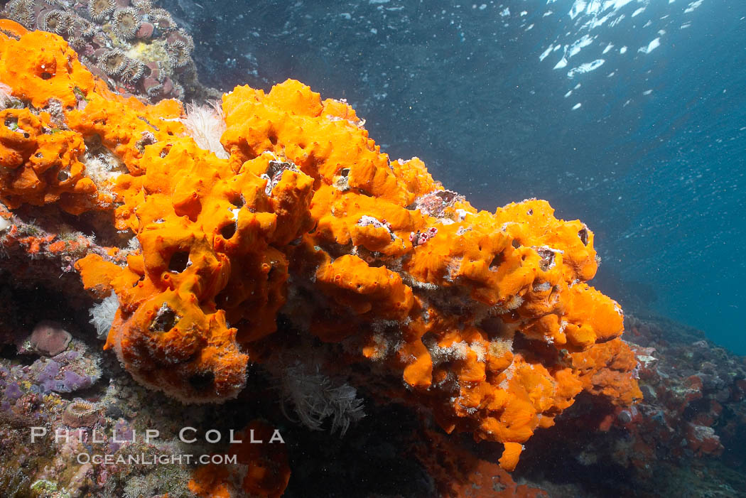 Encrusting sponges cover the lava reef. Cousins, Galapagos Islands, Ecuador, natural history stock photograph, photo id 16458