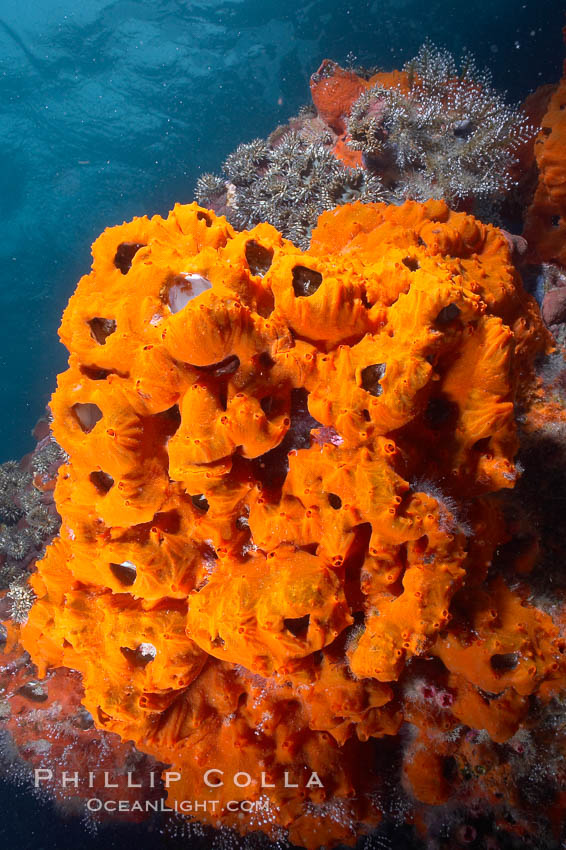 Encrusting sponges cover the lava reef. Cousins, Galapagos Islands, Ecuador, natural history stock photograph, photo id 16456