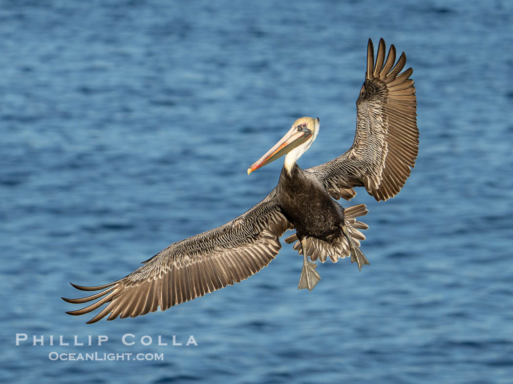 Endangered Brown Pelican Flying over the Pacific Ocean, Pelecanus occidentalis, Pelecanus occidentalis californicus, La Jolla, California