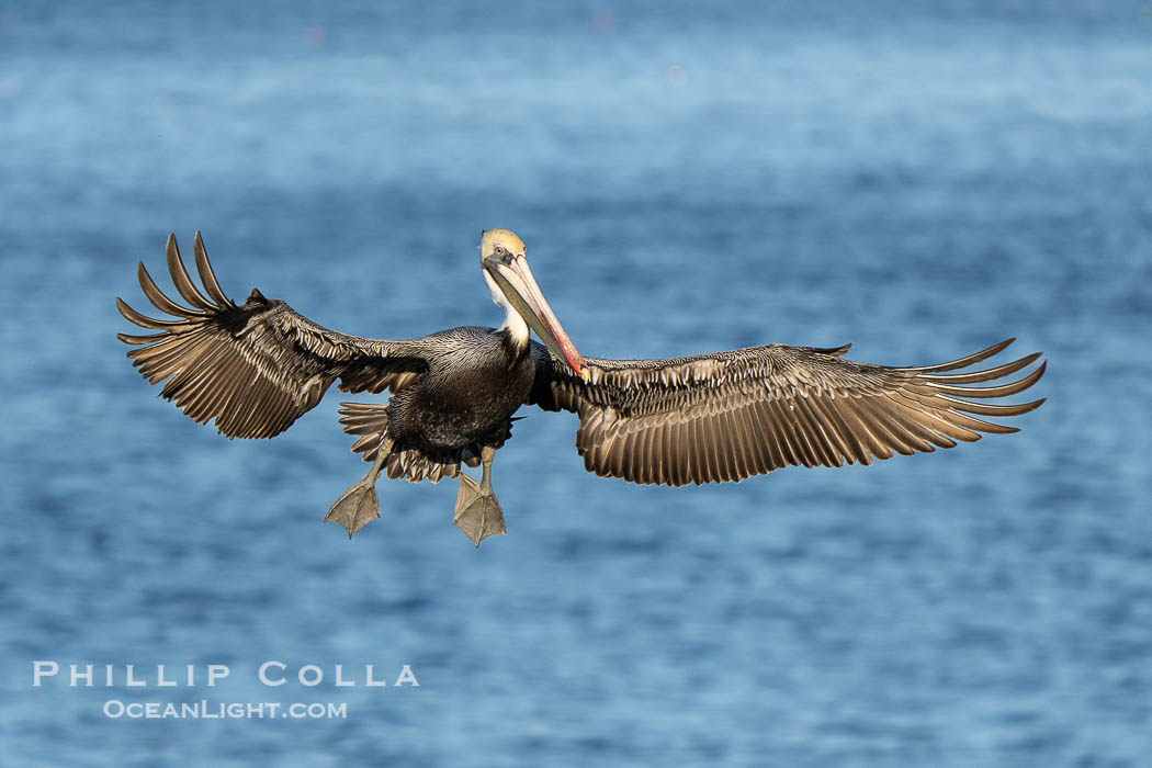 Endangered California Brown Pelican With Wings Spread Flying over the Pacific Ocean, Pelecanus occidentalis, Pelecanus occidentalis californicus, La Jolla