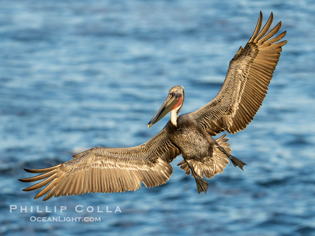 Endangered Brown Pelican Flying with Wings Spread Ready to Land. The brown pelican's wingspan can reach 7 feet. La Jolla, California, USA, Pelecanus occidentalis californicus, Pelecanus occidentalis, natural history stock photograph, photo id 40102