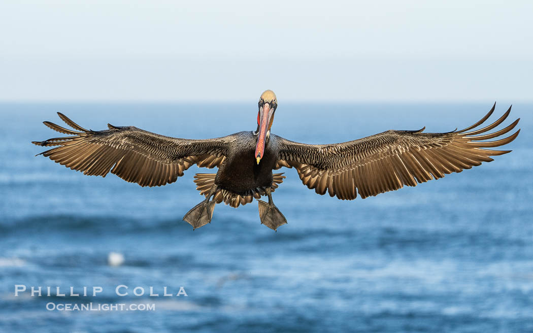 Endangered Brown Pelican Flying with Wings Spread Ready to Land. The brown pelican's wingspan can reach 7 feet. La Jolla, California, USA, Pelecanus occidentalis californicus, Pelecanus occidentalis, natural history stock photograph, photo id 40118