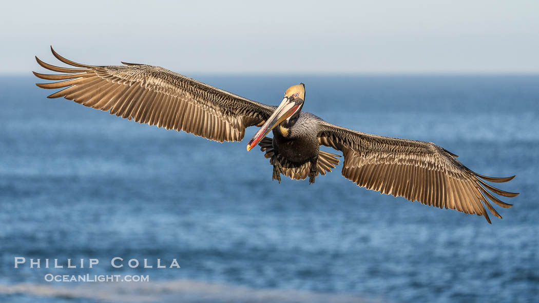 Endangered Brown Pelican Flying with Wings Spread Ready to Land. The brown pelican's wingspan can reach 7 feet. La Jolla, California, USA, Pelecanus occidentalis californicus, Pelecanus occidentalis, natural history stock photograph, photo id 40116