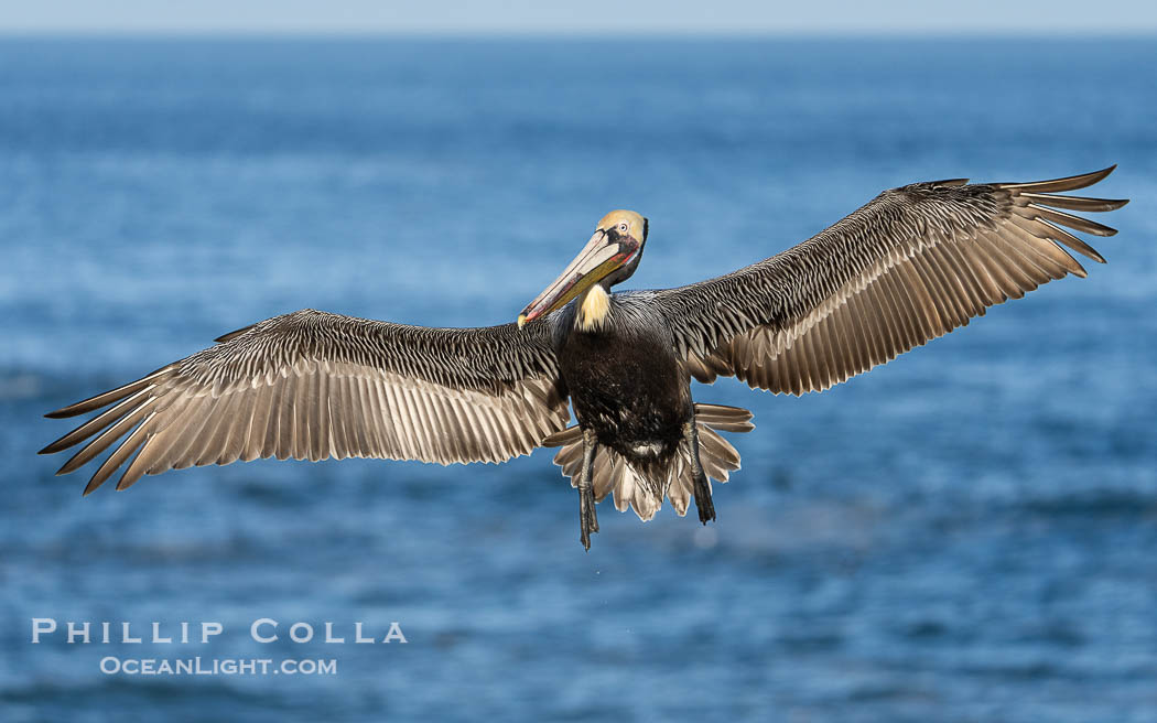 Endangered Brown Pelican Flying with Wings Spread Ready to Land. The brown pelican's wingspan can reach 7 feet. La Jolla, California, USA, Pelecanus occidentalis californicus, Pelecanus occidentalis, natural history stock photograph, photo id 40128