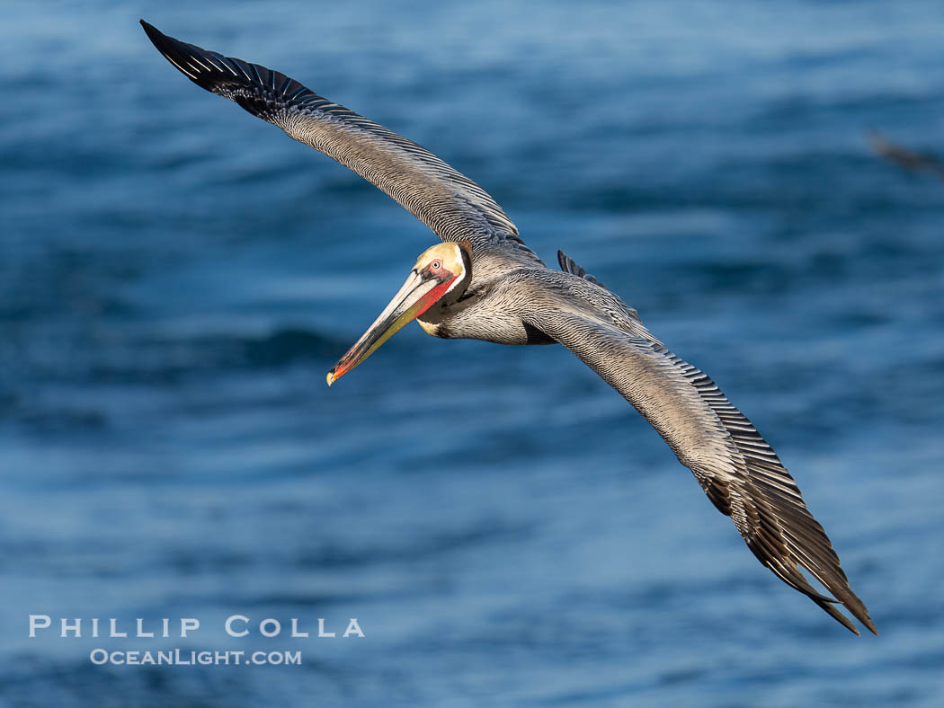 Endangered California brown pelican gracefully soaring over the Pacific Ocean. La Jolla, USA, Pelecanus occidentalis californicus, Pelecanus occidentalis, natural history stock photograph, photo id 40104