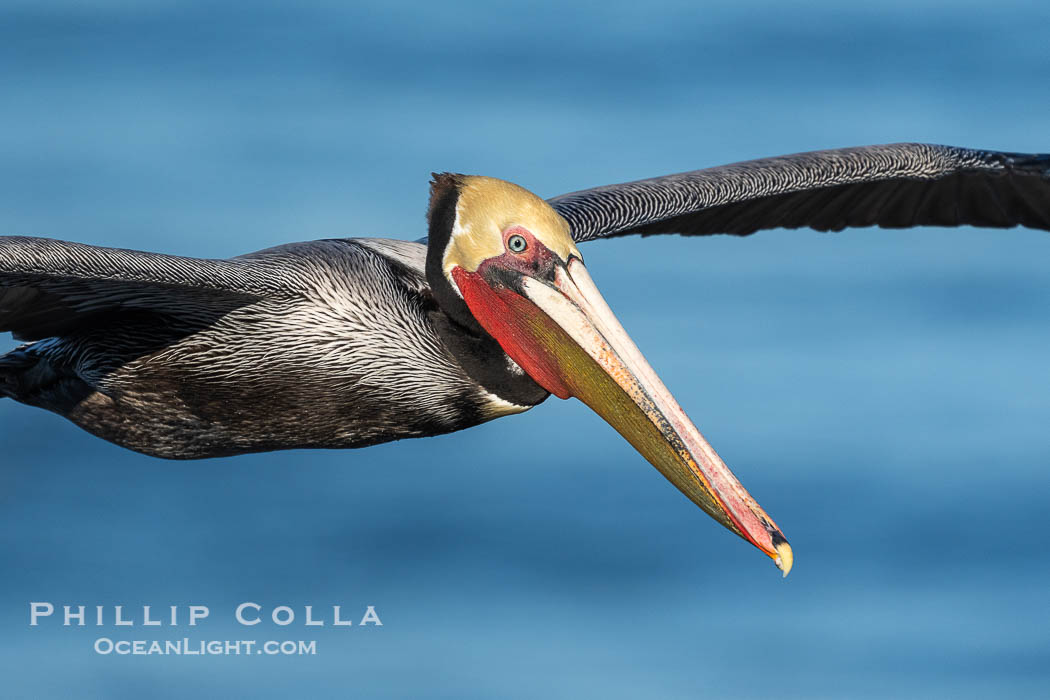 Endangered California brown pelican gracefully soaring over the Pacific Ocean. La Jolla, USA, Pelecanus occidentalis californicus, Pelecanus occidentalis, natural history stock photograph, photo id 40123