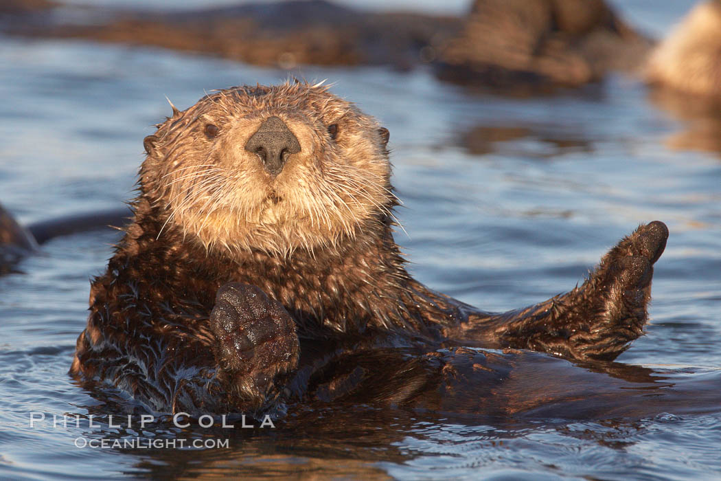 A sea otter resting, holding its paws out of the water to keep them warm and conserve body heat as it floats in cold ocean water. Elkhorn Slough National Estuarine Research Reserve, Moss Landing, California, USA, Enhydra lutris, natural history stock photograph, photo id 21650