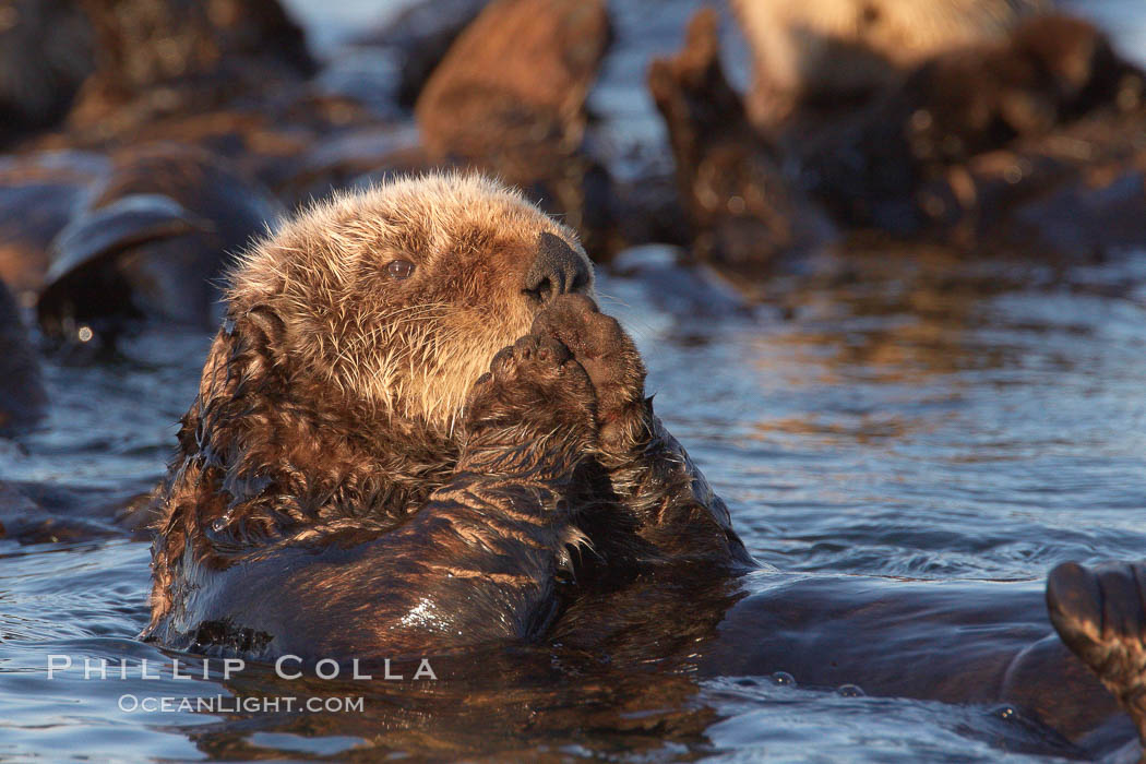 A sea otter, resting on its back, grooms the fur on its head.  A sea otter depends on its fur to keep it warm and afloat, and must groom its fur frequently. Elkhorn Slough National Estuarine Research Reserve, Moss Landing, California, USA, Enhydra lutris, natural history stock photograph, photo id 21658