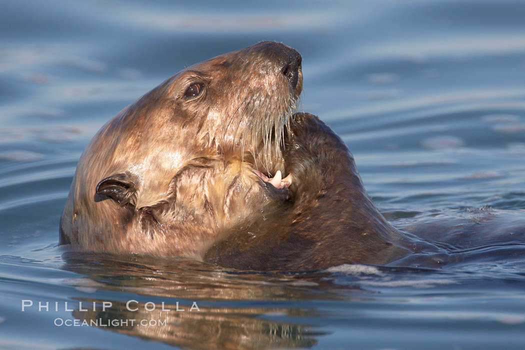 A sea otter eats a clam that it has taken from the shallow sandy bottom of Elkhorn Slough.  Because sea otters have such a high metabolic rate, they eat up to 30% of their body weight each day in the form of clams, mussels, urchins, crabs and abalone.  Sea otters are the only known tool-using marine mammal, using a stone or old shell to open the shells of their prey as they float on their backs. Elkhorn Slough National Estuarine Research Reserve, Moss Landing, California, USA, Enhydra lutris, natural history stock photograph, photo id 21662