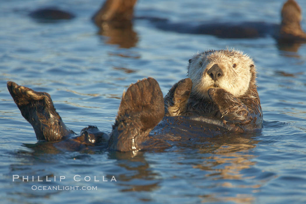 A sea otter, resting on its back, holding its paw out of the water for warmth.  While the sea otter has extremely dense fur on its body, the fur is less dense on its head, arms and paws so it will hold these out of the cold water to conserve body heat. Elkhorn Slough National Estuarine Research Reserve, Moss Landing, California, USA, Enhydra lutris, natural history stock photograph, photo id 21648