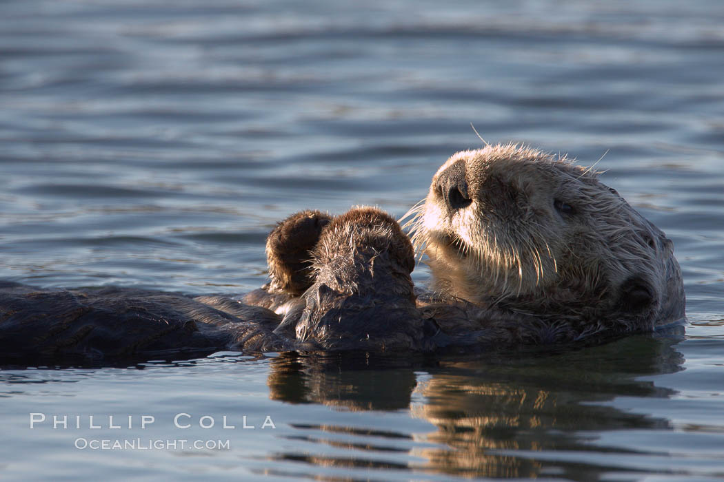 A sea otter, resting on its back, holding its paw out of the water for warmth.  While the sea otter has extremely dense fur on its body, the fur is less dense on its head, arms and paws so it will hold these out of the cold water to conserve body heat. Elkhorn Slough National Estuarine Research Reserve, Moss Landing, California, USA, Enhydra lutris, natural history stock photograph, photo id 21656