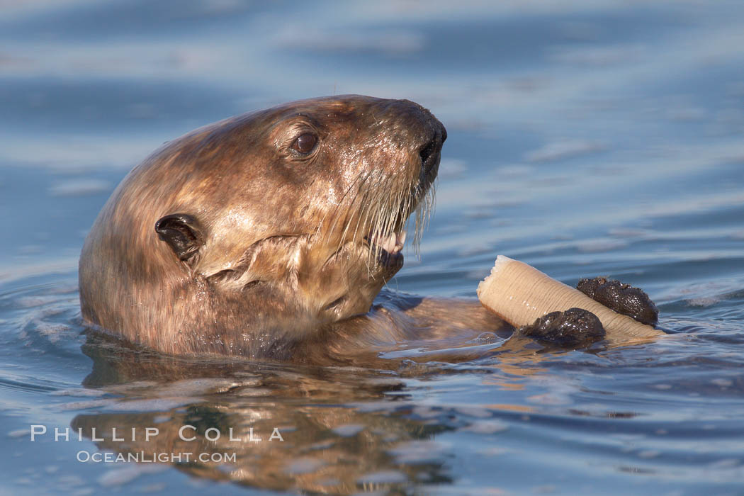 A sea otter eats a clam that it has taken from the shallow sandy bottom of Elkhorn Slough.  Because sea otters have such a high metabolic rate, they eat up to 30% of their body weight each day in the form of clams, mussels, urchins, crabs and abalone.  Sea otters are the only known tool-using marine mammal, using a stone or old shell to open the shells of their prey as they float on their backs. Elkhorn Slough National Estuarine Research Reserve, Moss Landing, California, USA, Enhydra lutris, natural history stock photograph, photo id 21660