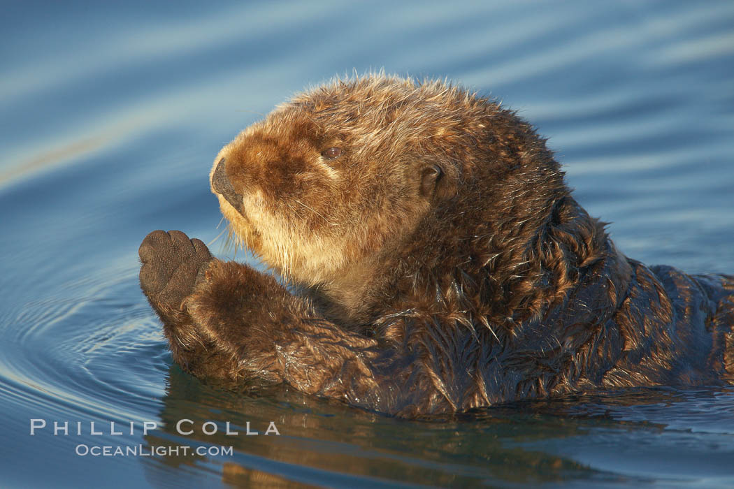 A sea otter, resting on its back, holding its paw out of the water for warmth.  While the sea otter has extremely dense fur on its body, the fur is less dense on its head, arms and paws so it will hold these out of the cold water to conserve body heat. Elkhorn Slough National Estuarine Research Reserve, Moss Landing, California, USA, Enhydra lutris, natural history stock photograph, photo id 21603