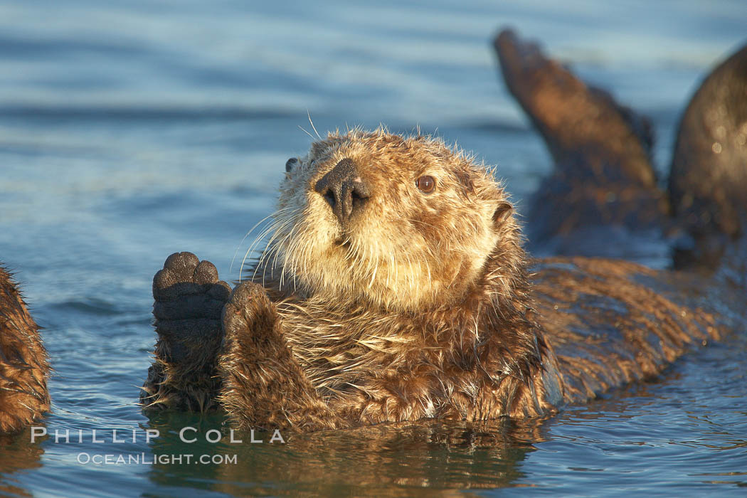 A sea otter resting, holding its paws out of the water to keep them warm and conserve body heat as it floats in cold ocean water. Elkhorn Slough National Estuarine Research Reserve, Moss Landing, California, USA, Enhydra lutris, natural history stock photograph, photo id 21607