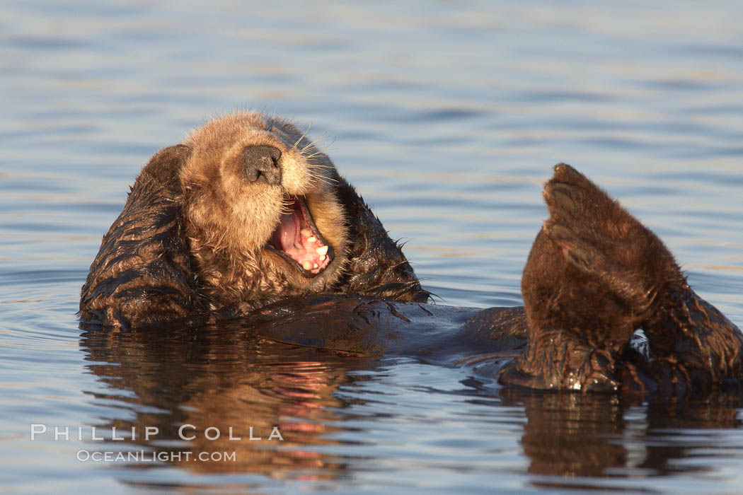 A sea otter, resting on its back, grooms the fur on its head.  A sea otter depends on its fur to keep it warm and afloat, and must groom its fur frequently. Elkhorn Slough National Estuarine Research Reserve, Moss Landing, California, USA, Enhydra lutris, natural history stock photograph, photo id 21651