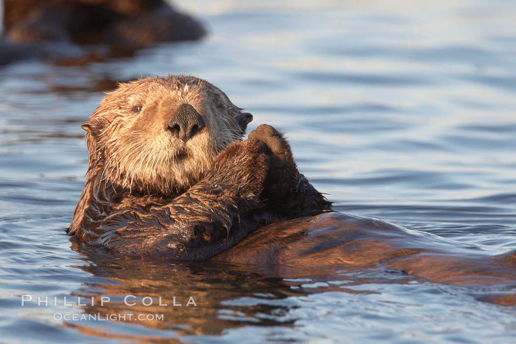 A sea otter, resting on its back, holding its paw out of the water for warmth.  While the sea otter has extremely dense fur on its body, the fur is less dense on its head, arms and paws so it will hold these out of the cold water to conserve body heat. Elkhorn Slough National Estuarine Research Reserve, Moss Landing, California, USA, Enhydra lutris, natural history stock photograph, photo id 21659