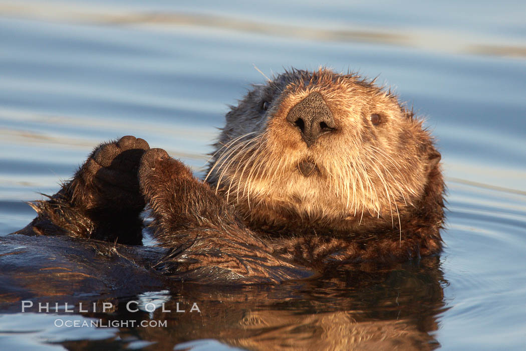 A sea otter, resting on its back, holding its paw out of the water for warmth.  While the sea otter has extremely dense fur on its body, the fur is less dense on its head, arms and paws so it will hold these out of the cold water to conserve body heat. Elkhorn Slough National Estuarine Research Reserve, Moss Landing, California, USA, Enhydra lutris, natural history stock photograph, photo id 21667