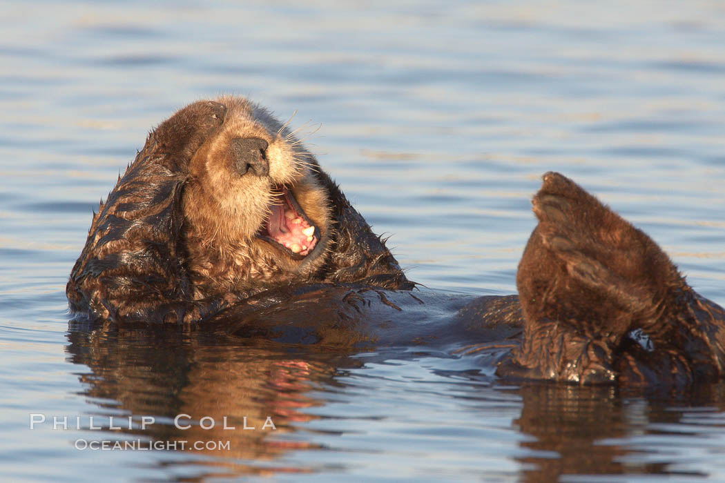 A sea otter, resting on its back, grooms the fur on its head.  A sea otter depends on its fur to keep it warm and afloat, and must groom its fur frequently. Elkhorn Slough National Estuarine Research Reserve, Moss Landing, California, USA, Enhydra lutris, natural history stock photograph, photo id 21605