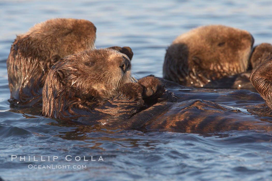 Sea otters, resting on the surface by lying on their backs, in a group known as a raft. Elkhorn Slough National Estuarine Research Reserve, Moss Landing, California, USA, Enhydra lutris, natural history stock photograph, photo id 21649