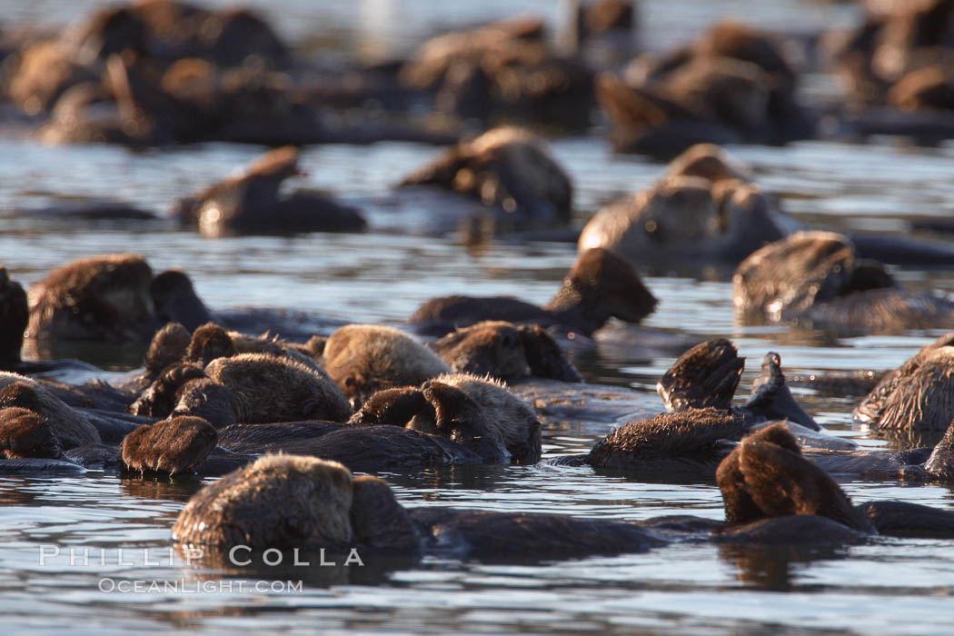 A raft of sea otters.  A raft is a congregation of sea otters, usually in a resting mode.  While rafting sea otters appear to suggest a tendancy toward a group social structure, sea otters can also be solitary animals. Elkhorn Slough National Estuarine Research Reserve, Moss Landing, California, USA, Enhydra lutris, natural history stock photograph, photo id 21657