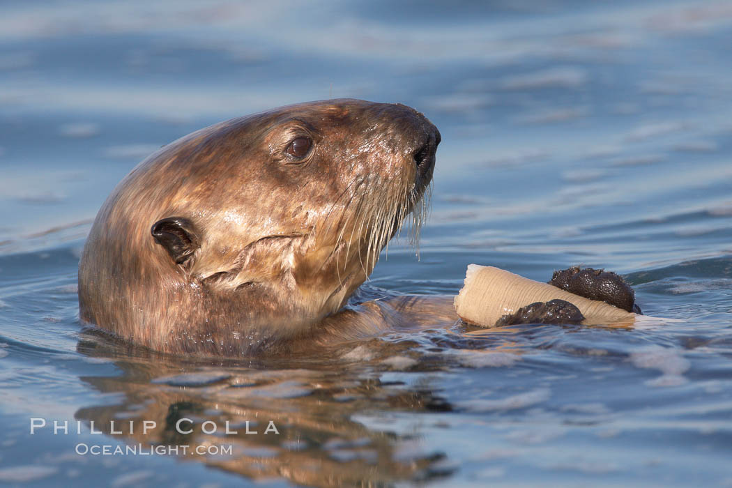 A sea otter eats a clam that it has taken from the shallow sandy bottom of Elkhorn Slough.  Because sea otters have such a high metabolic rate, they eat up to 30% of their body weight each day in the form of clams, mussels, urchins, crabs and abalone.  Sea otters are the only known tool-using marine mammal, using a stone or old shell to open the shells of their prey as they float on their backs. Elkhorn Slough National Estuarine Research Reserve, Moss Landing, California, USA, Enhydra lutris, natural history stock photograph, photo id 21661