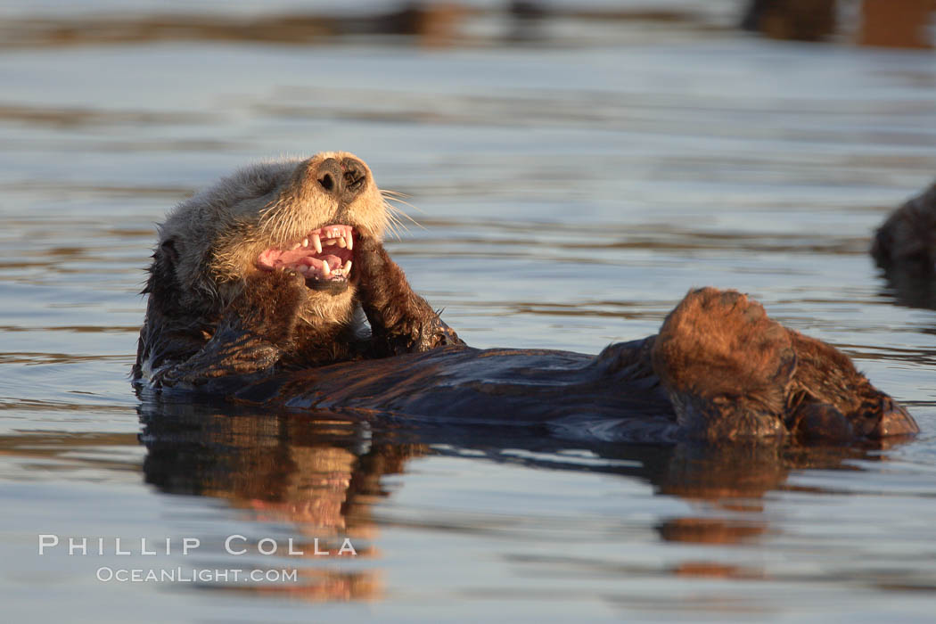 A sea otter, resting on its back, grooms the fur on its head.  A sea otter depends on its fur to keep it warm and afloat, and must groom its fur frequently. Elkhorn Slough National Estuarine Research Reserve, Moss Landing, California, USA, Enhydra lutris, natural history stock photograph, photo id 21669