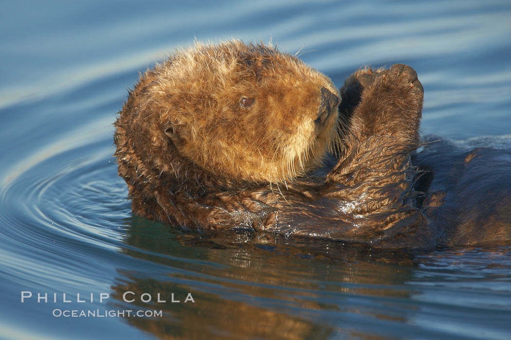A sea otter, resting on its back, holding its paw out of the water for warmth.  While the sea otter has extremely dense fur on its body, the fur is less dense on its head, arms and paws so it will hold these out of the cold water to conserve body heat. Elkhorn Slough National Estuarine Research Reserve, Moss Landing, California, USA, Enhydra lutris, natural history stock photograph, photo id 21676