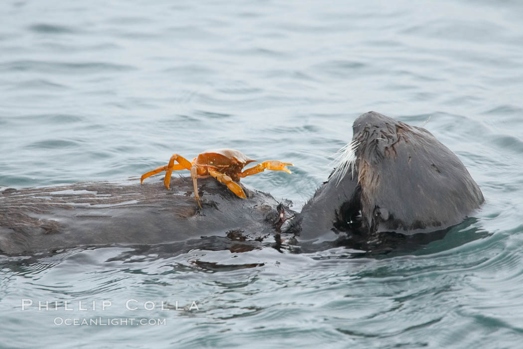 Sea otter rests on the ocean surface while a crab stands on its abdomen.  The otter has just pulled the crab up off the ocean bottom and will shortly eat it. Monterey. California, USA, Enhydra lutris, natural history stock photograph, photo id 15069