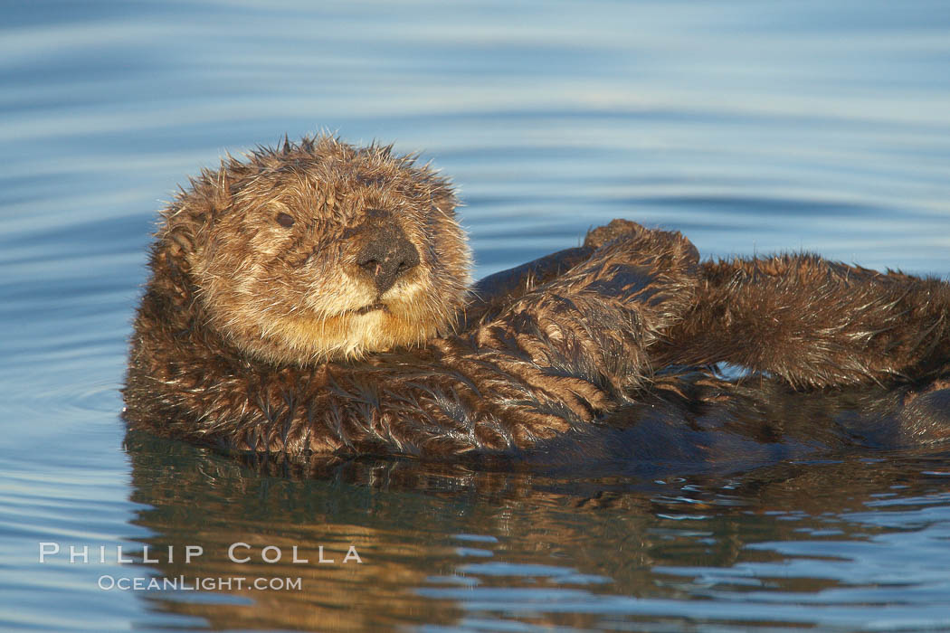 A sea otter, resting on its back, holding its paw out of the water for warmth.  While the sea otter has extremely dense fur on its body, the fur is less dense on its head, arms and paws so it will hold these out of the cold water to conserve body heat. Elkhorn Slough National Estuarine Research Reserve, Moss Landing, California, USA, Enhydra lutris, natural history stock photograph, photo id 21673