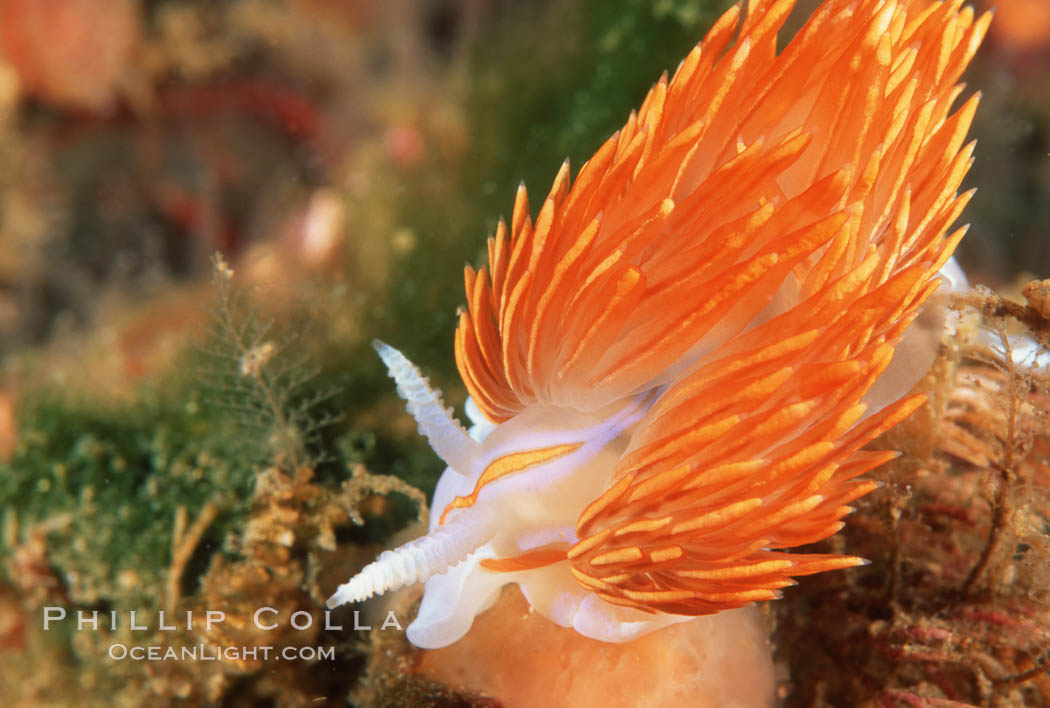 Eolid nudibranch (prob Hermissenda),  San Miguel Island. California, USA, natural history stock photograph, photo id 01065